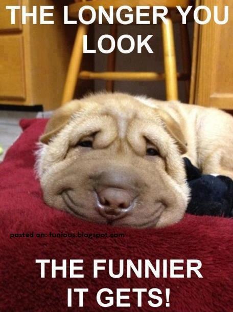 Funny dog